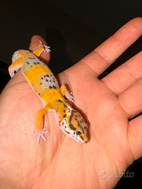 Geco leopardino