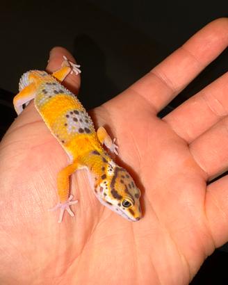 Geco leopardino