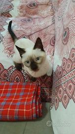Cucciola siamese thai 5 mesi femmina