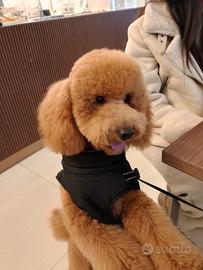 Barboncino per monta