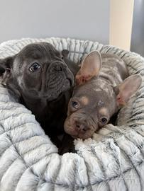 Bulldog francesi