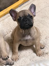 Bulldog francese