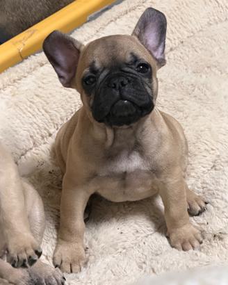 Bulldog francese