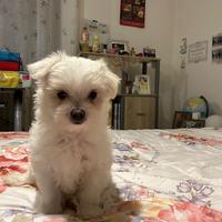 Maltese toy