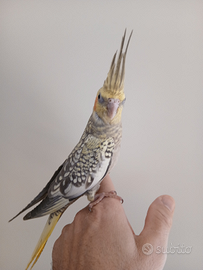 Pappagallo calopsite