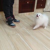 Spitz Pomerania Bianca