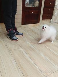 Spitz Pomerania Bianca