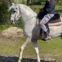 Cavallo lusitano