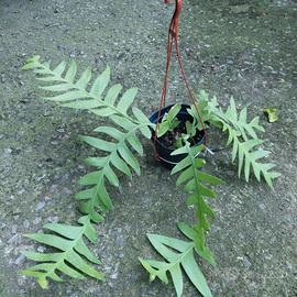 pianta Epiphyllum chrysocardium