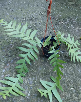 pianta Epiphyllum chrysocardium