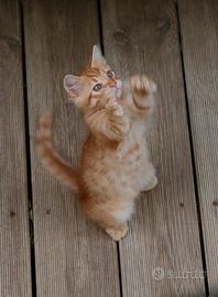 Gattini