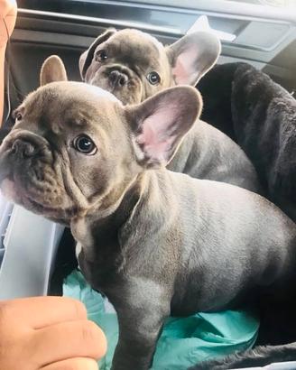 Cuccioli bulldog francesi maschi blu