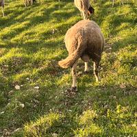 Montone ile de france