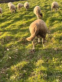Montone ile de france