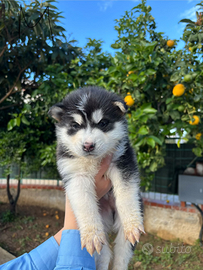 Cuccioli di husky siberiano