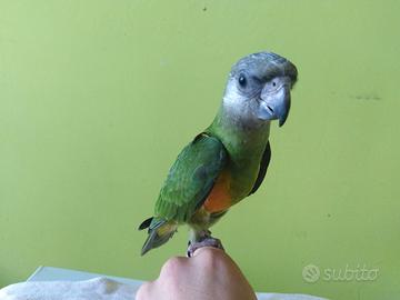 Pappagallo del Senegal allevato a mano