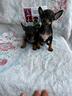 cuccioli-di-pinscher-mini-toy