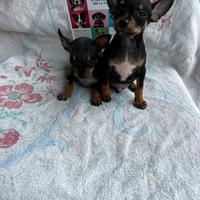 Cuccioli di Pinscher Mini Toy