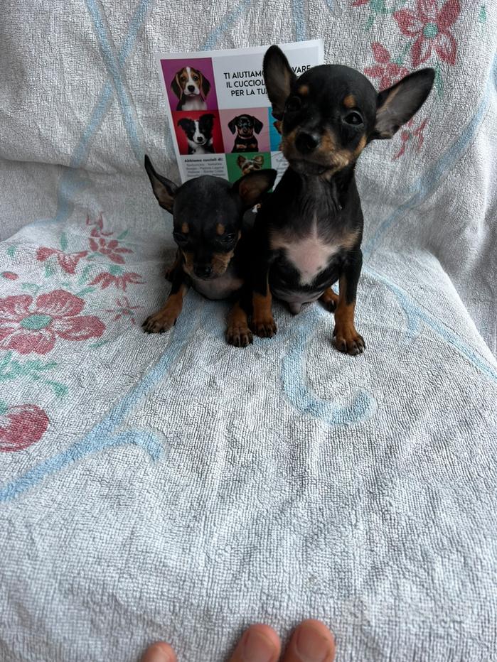 Cuccioli di pinscher in regalo Regalo e vendita animali