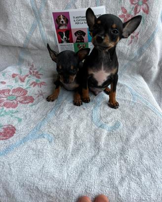 Cuccioli di Pinscher Mini Toy