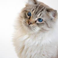 Ragdoll maschio con pedigree per riproduzione