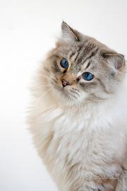 Ragdoll maschio con pedigree per riproduzione