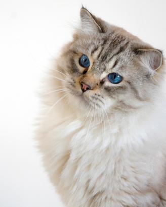 Ragdoll maschio con pedigree per riproduzione