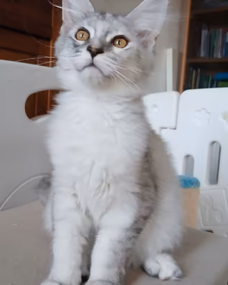 Cucciola Maine Coon shaded con pedigree