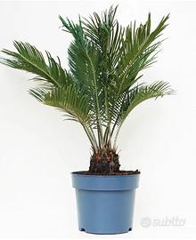 Piante cycas 