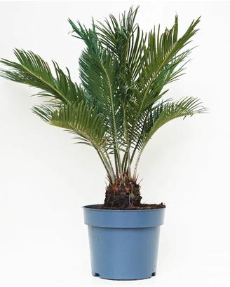 Piante cycas 