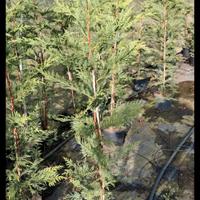 leylandi vaso 18 da siepe 