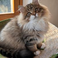 Cuccioli gatto Siberiano