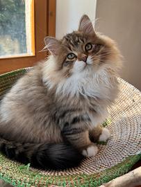 Cuccioli gatto Siberiano