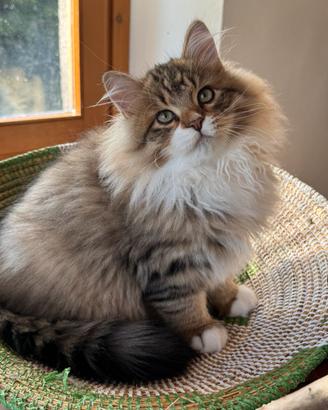 Cuccioli gatto Siberiano