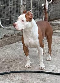 Pitbull ukc per monta