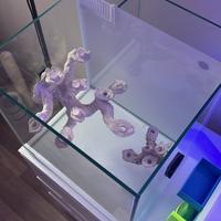 Roccie acquario marino