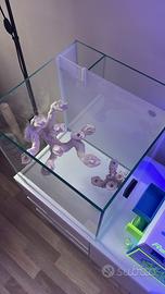 Roccie acquario marino