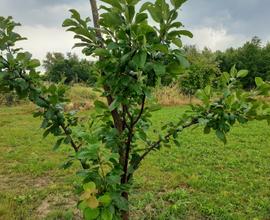 Terreno con annesso in muratura