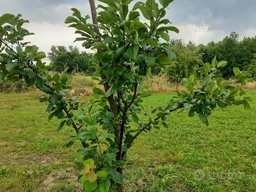 Terreno con annesso in muratura