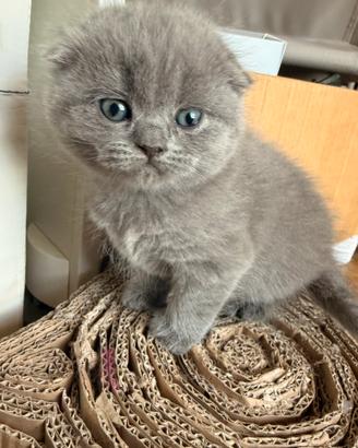 Cuccioli Gatto Scottish Fold e Straight