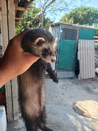 Furetti di 4 mesi e mezzo