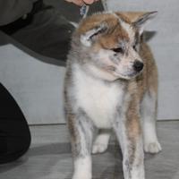 Cuccioli di akita inu