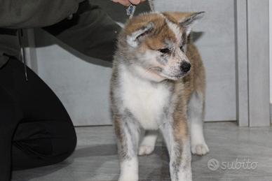 Cuccioli di akita inu
