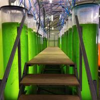 Fotobioreattori (250L) produzione fitoplancton
