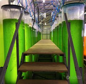 Fotobioreattori (250L) produzione fitoplancton