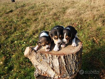 Cuccioli di beagle tricolore