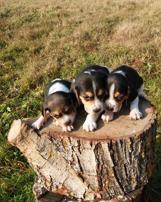 Cuccioli di beagle tricolore