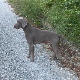 Cucciolone maschio di Bracco di Weimaraner