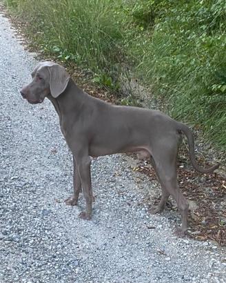Cucciolone maschio di Bracco di Weimaraner