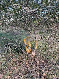 Terreno agricolo edificabile